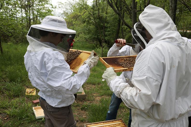 beekeeping