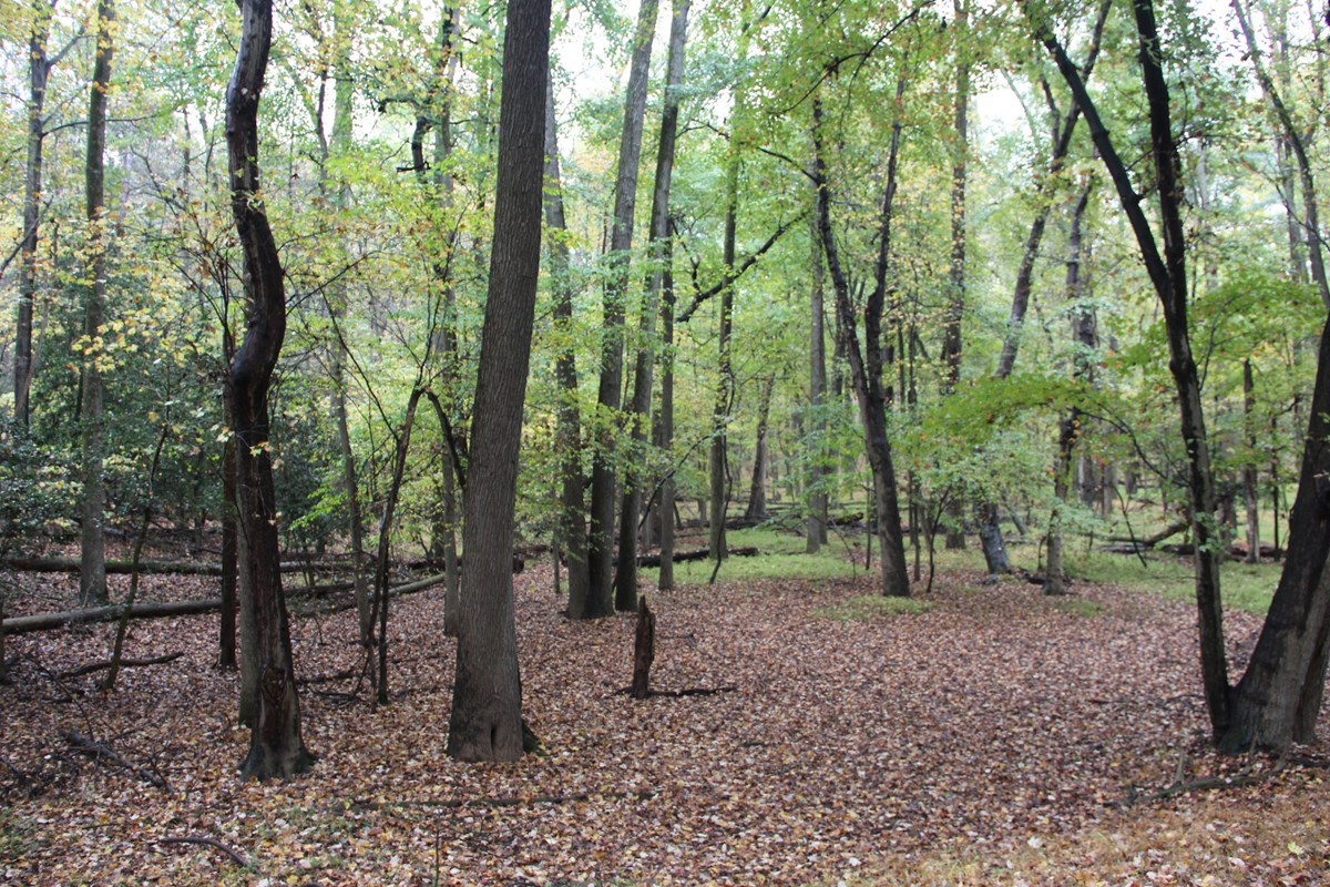 forest with fallen leaves on the ground