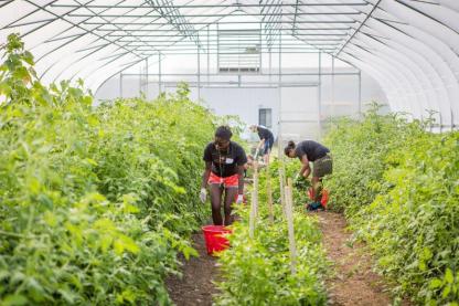 Student Opp - Greenhouse - 800 x 530 px