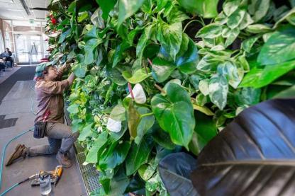Maintenance on the green wall in Stamp with lush pathos plants