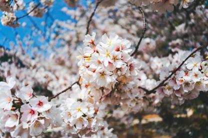 Close up of flowering cherry blossoms 