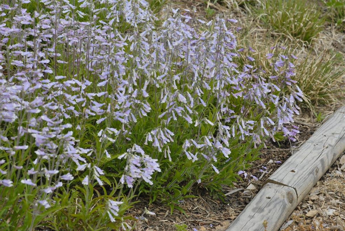 Purple flowers 