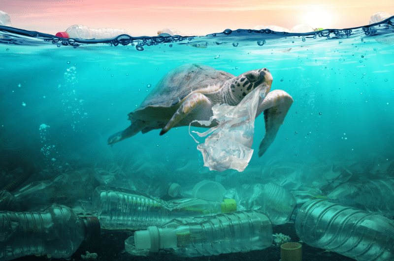 Turtle underwater with plastic bag & bottle litter