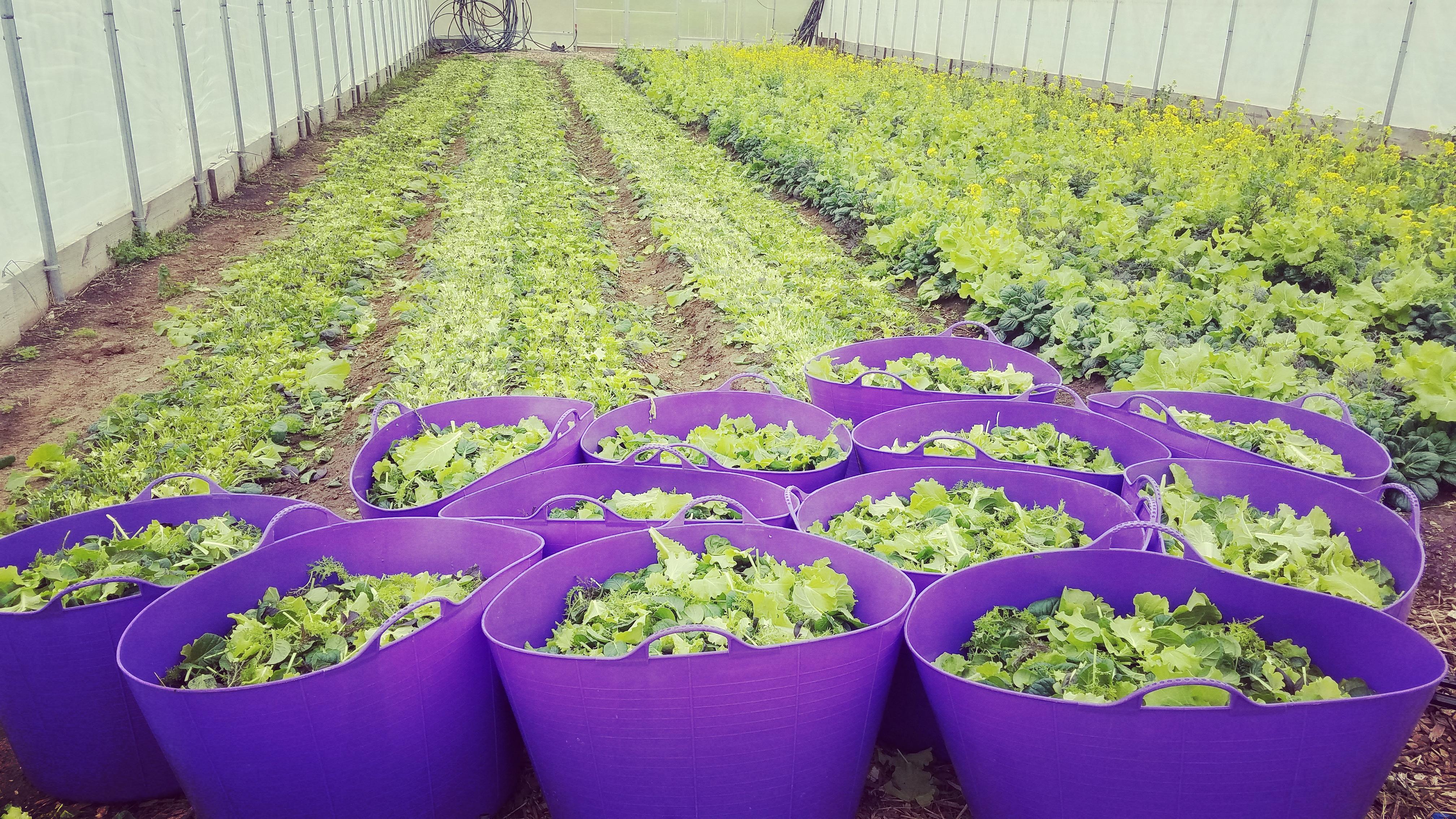 rows of greens in a hoop house