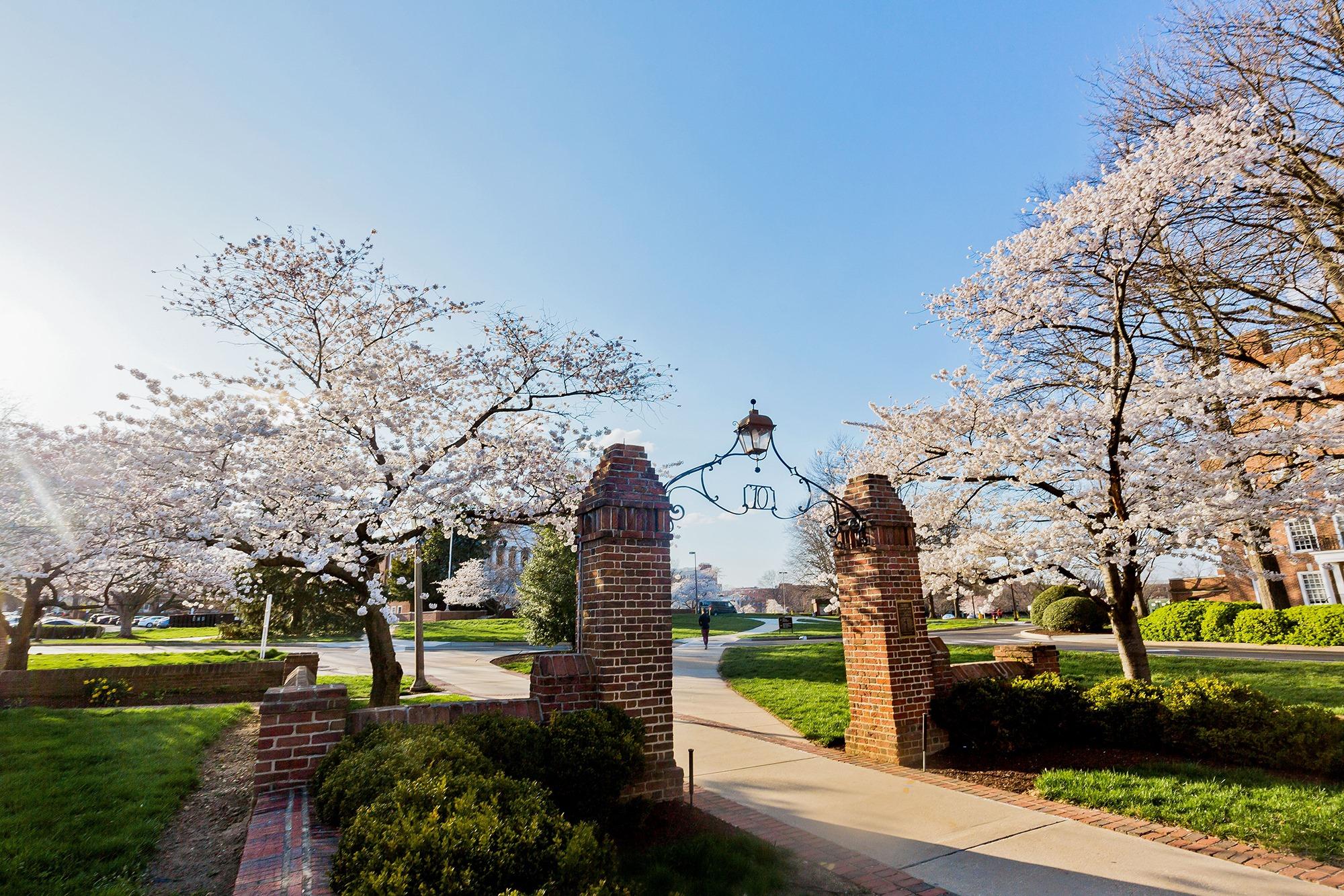 Aerial image of campus walkway and flowering trees