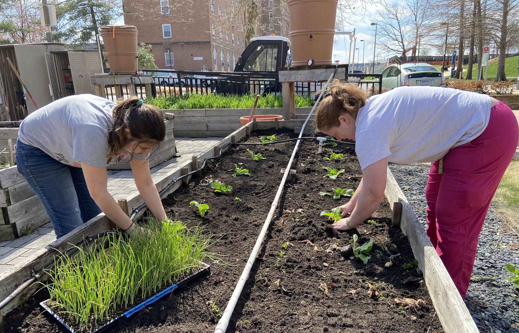 Volunteers working in the Community Learning Garden (Courtesy of Meredith Epstein)
