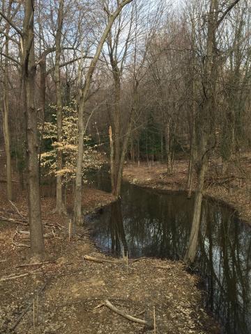 Campus Creek Restoration Image