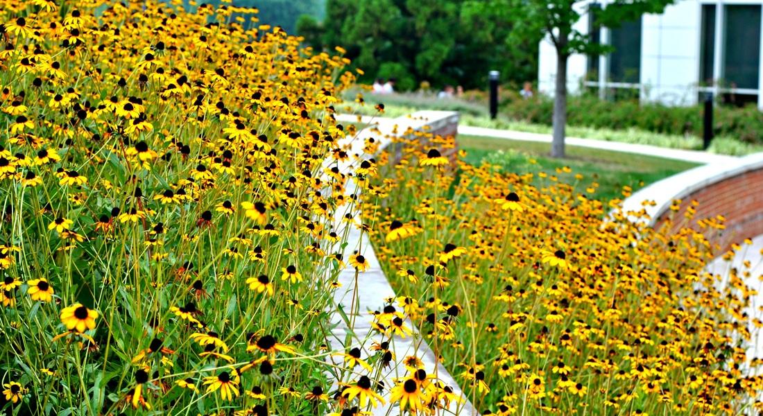 Knight Hall terraced garden