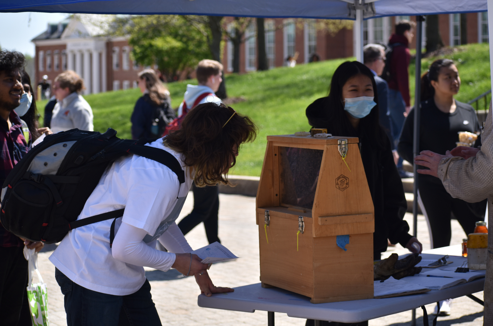 Student looking at UMD Bee Lab display