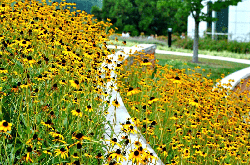 Black Eyed Susans on pathway