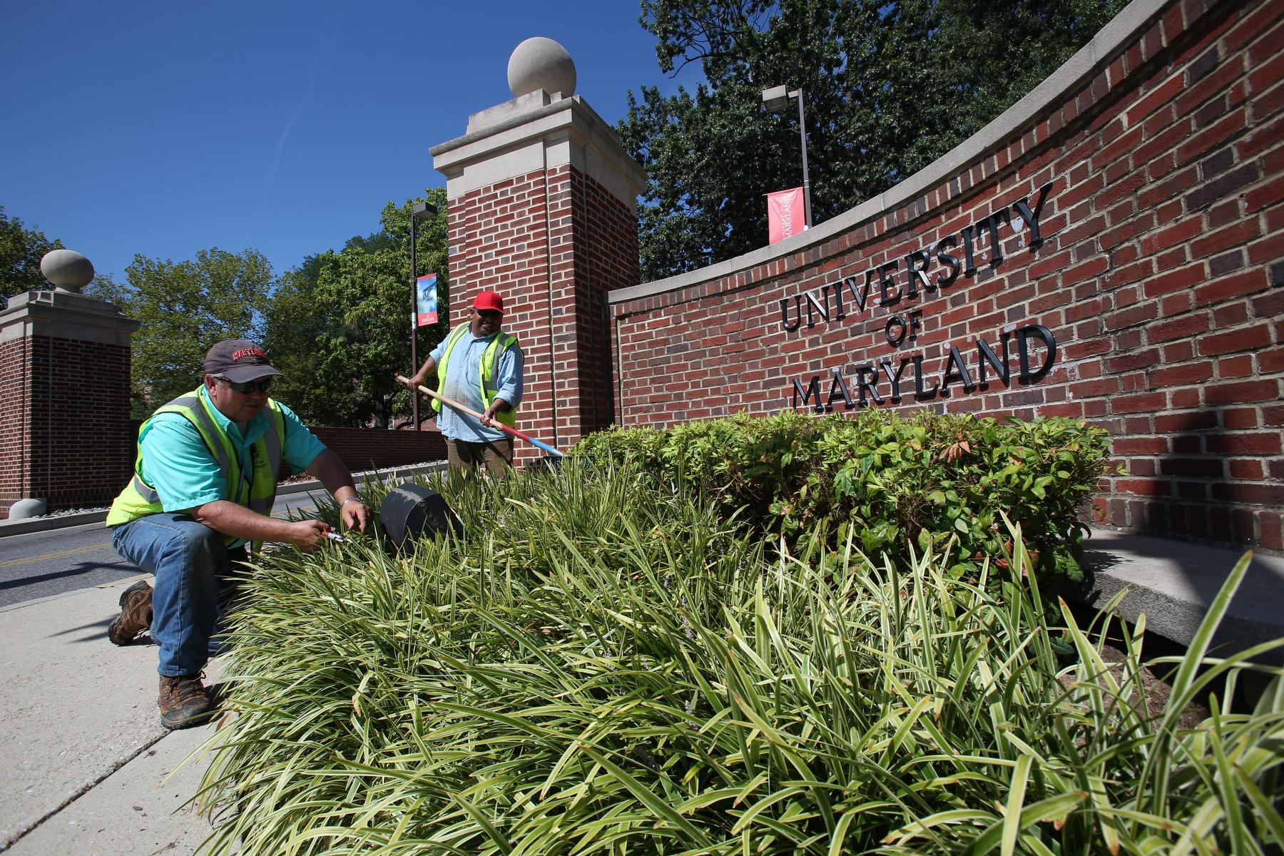 Workers Landscaping greenery in front of UMD brick entrance