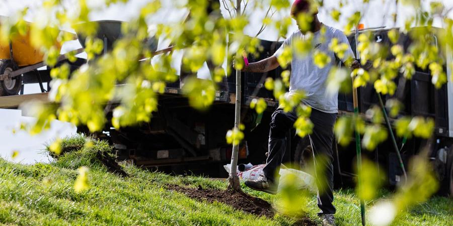 Tree planting