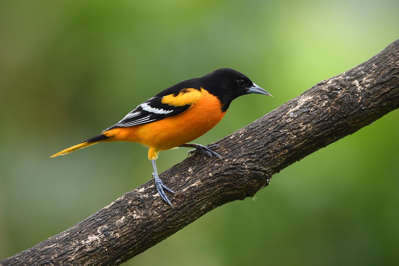 oriole