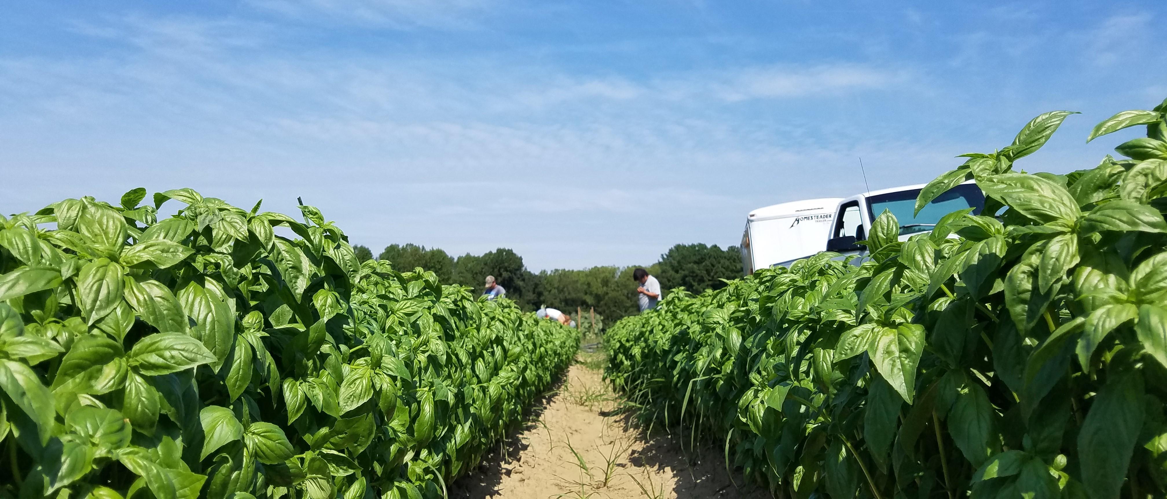 basil at terp farm