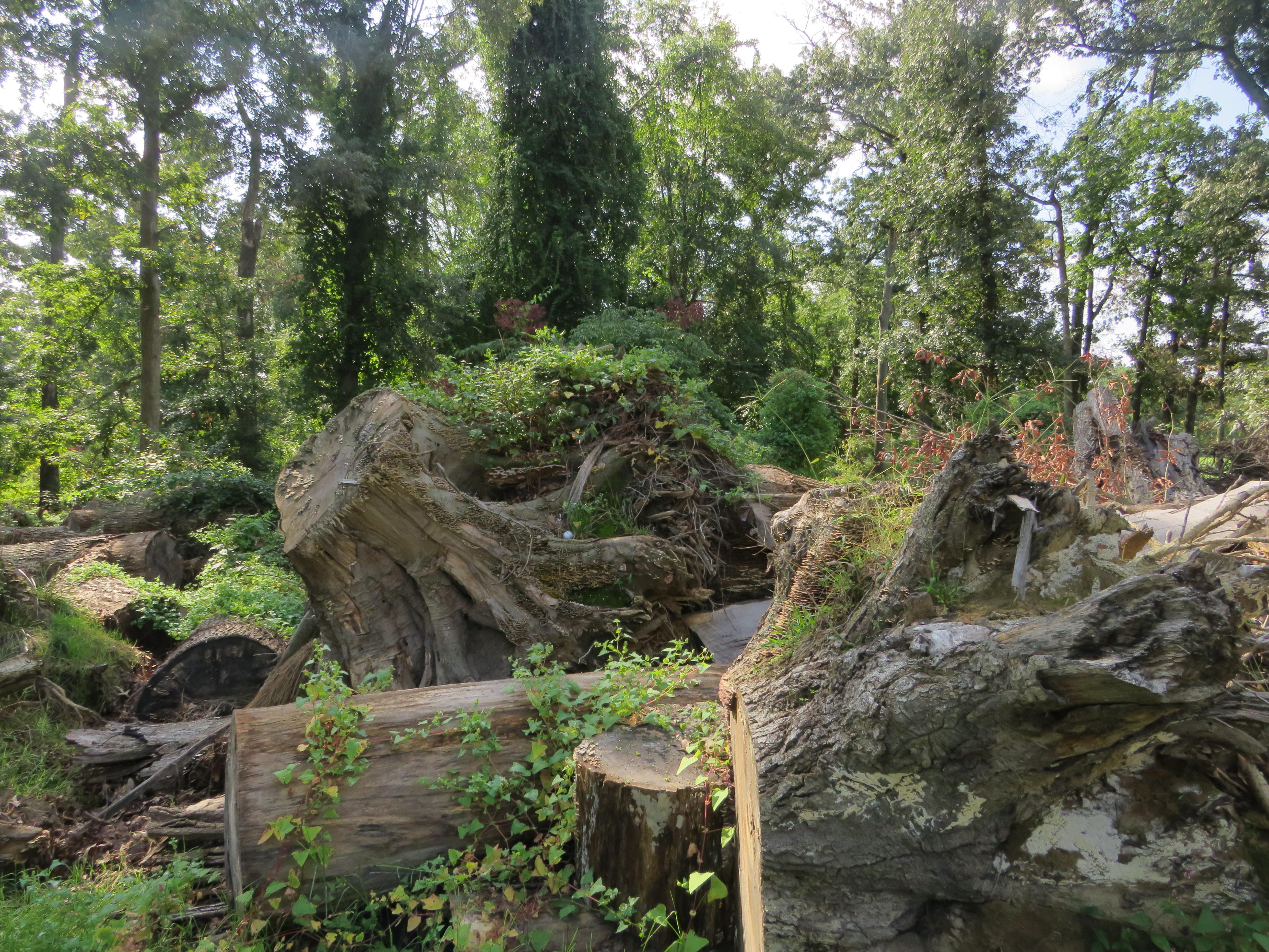 Trees fallen and stacked into a pile