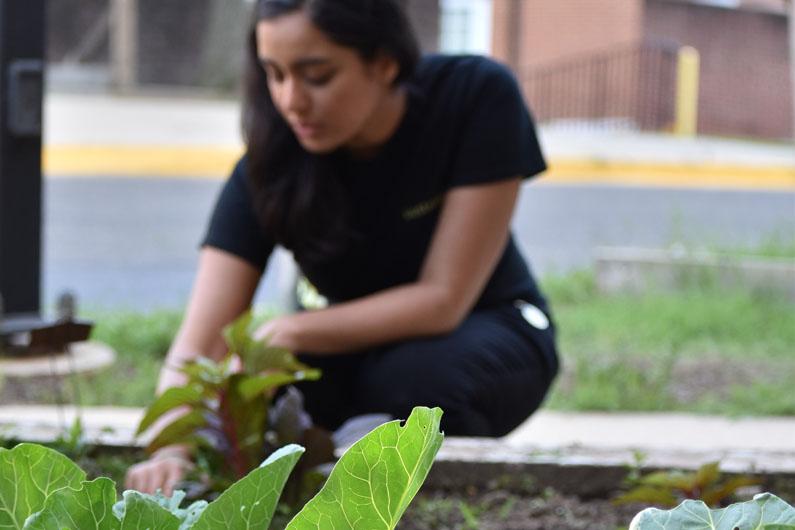 Student gardening
