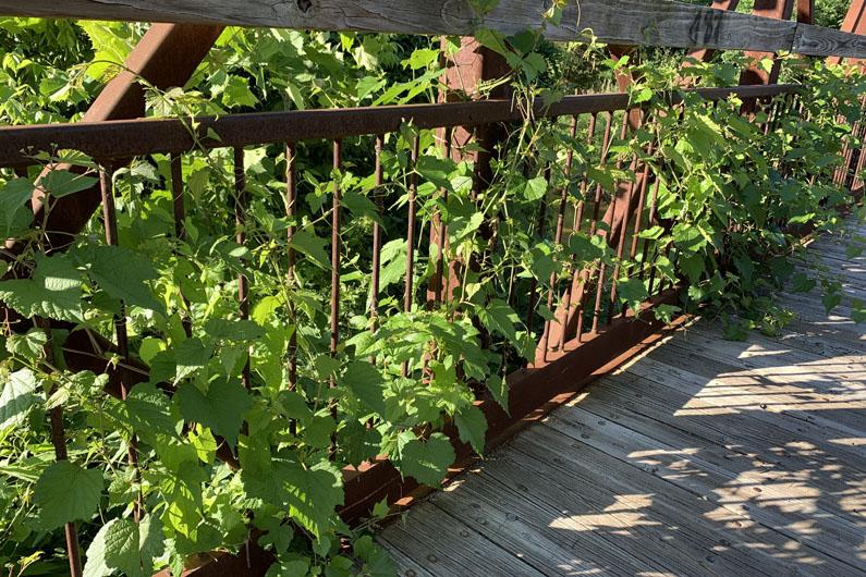 Bridge with vines growing on the rails