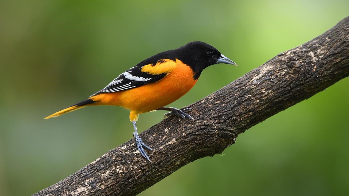 oriole 16:9