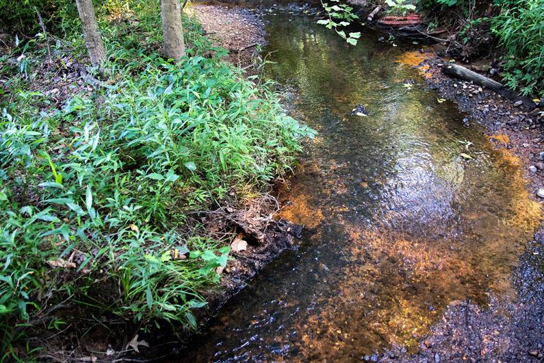Campus creek and vegetation