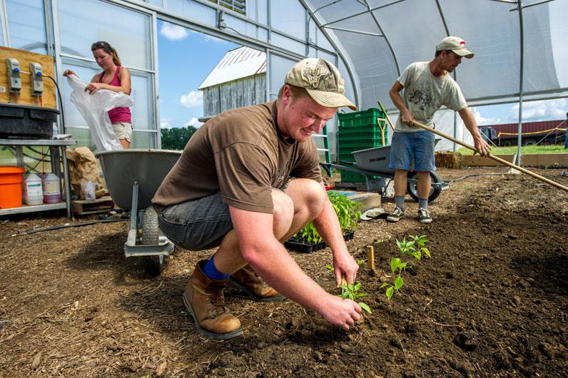 Student planting peppers in the greenhouse