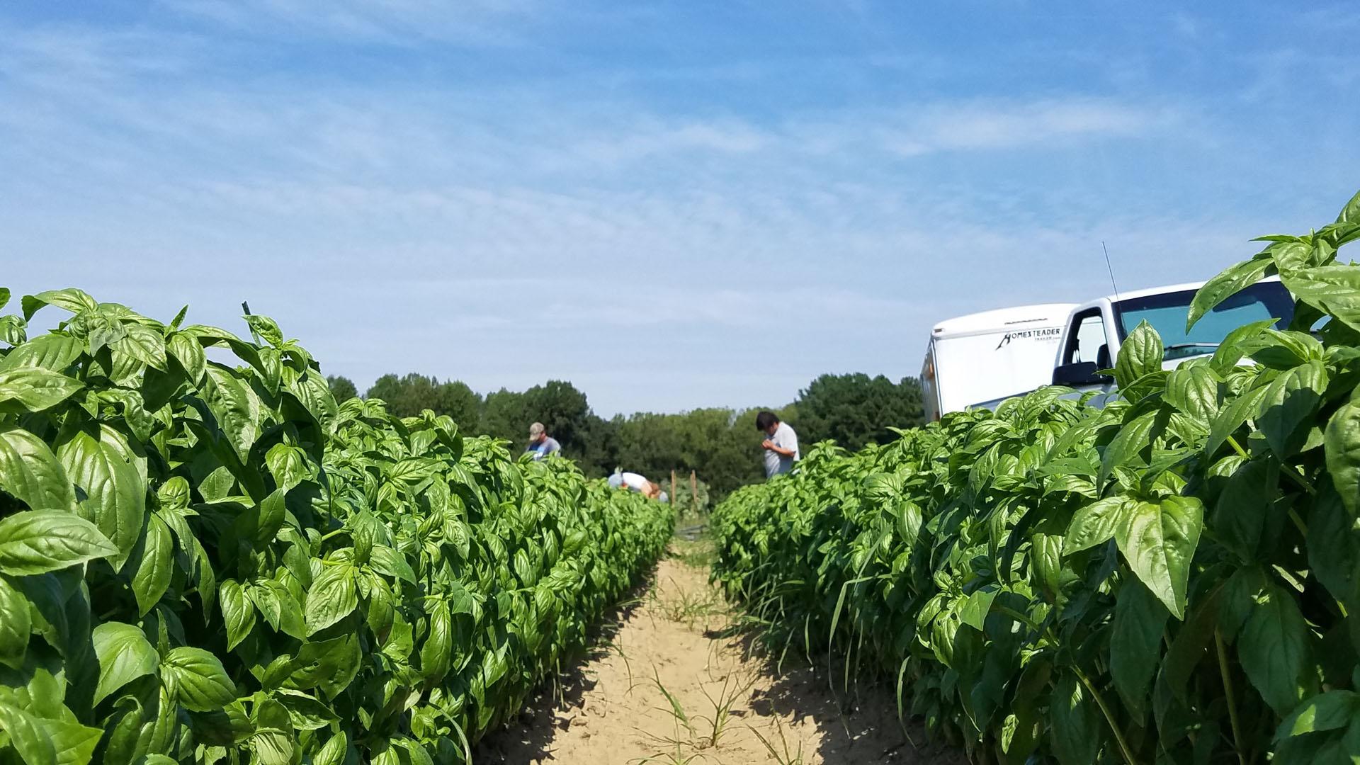 Terp Farm basil crop