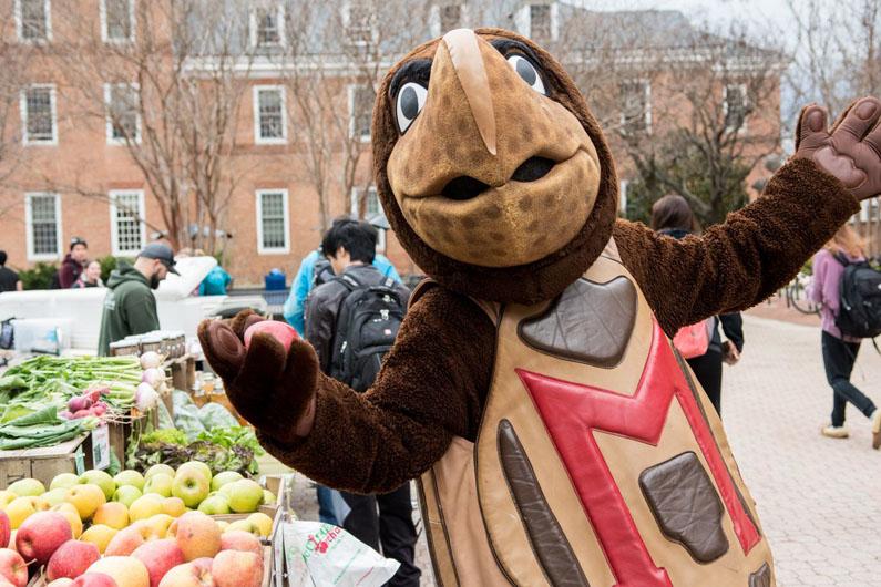 Testudo holding an apple at the farmers market