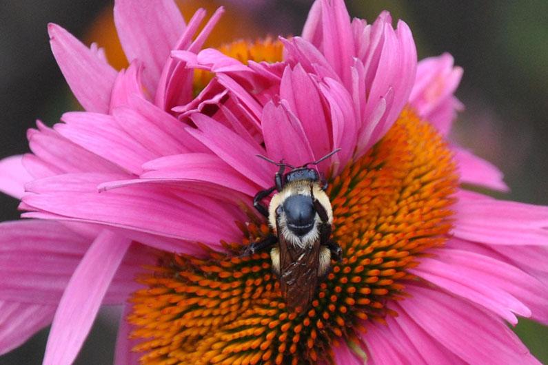 bumble bee on pink flower