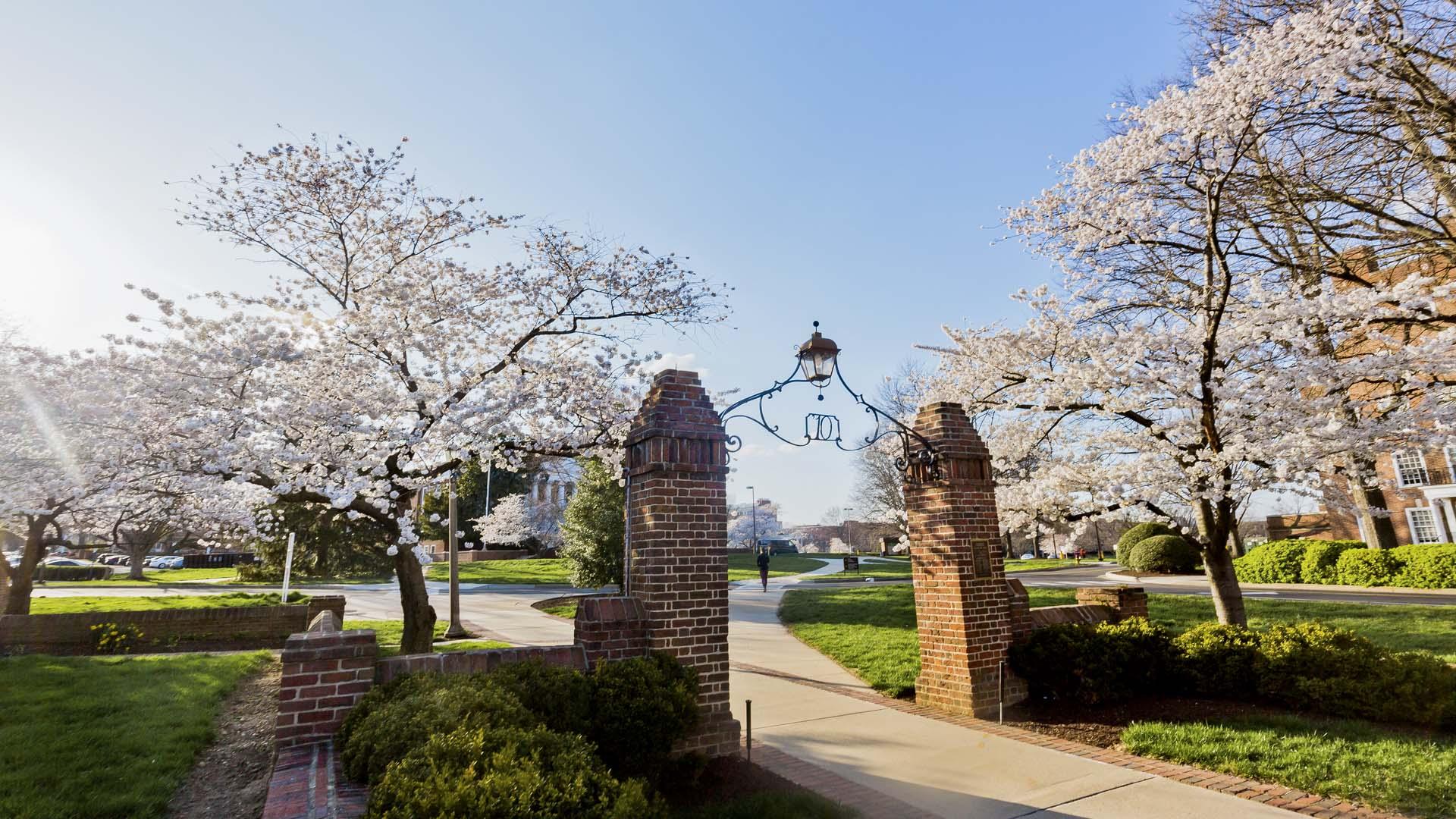 Entrance to UMD with cherry blossoms