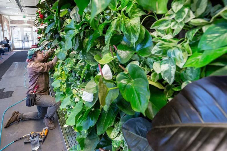 Maintenance on the green wall in Stamp with lush pathos plants