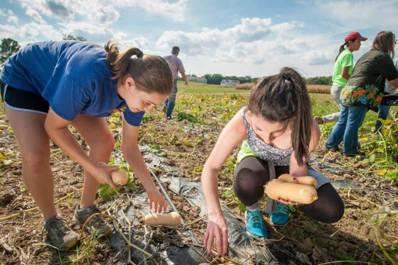 Students collecting potatoes from a field