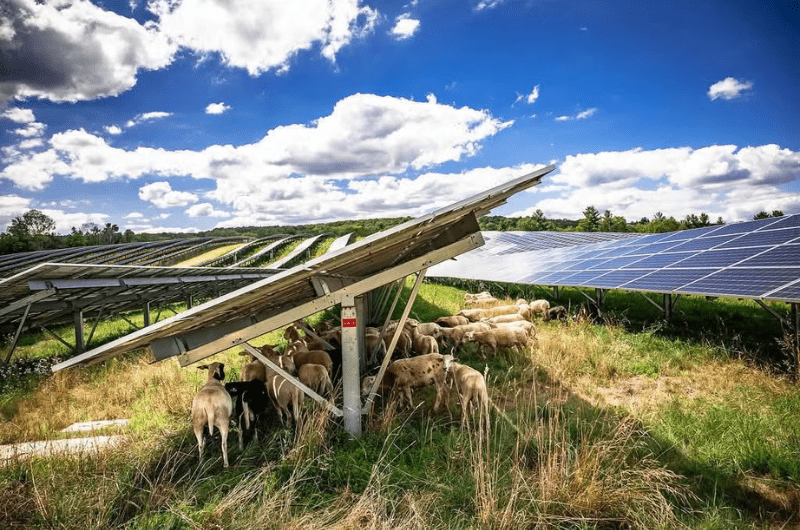 Agrivoltaic system: solar panels with grass and grazing animals underneath with a blue cloudy sky