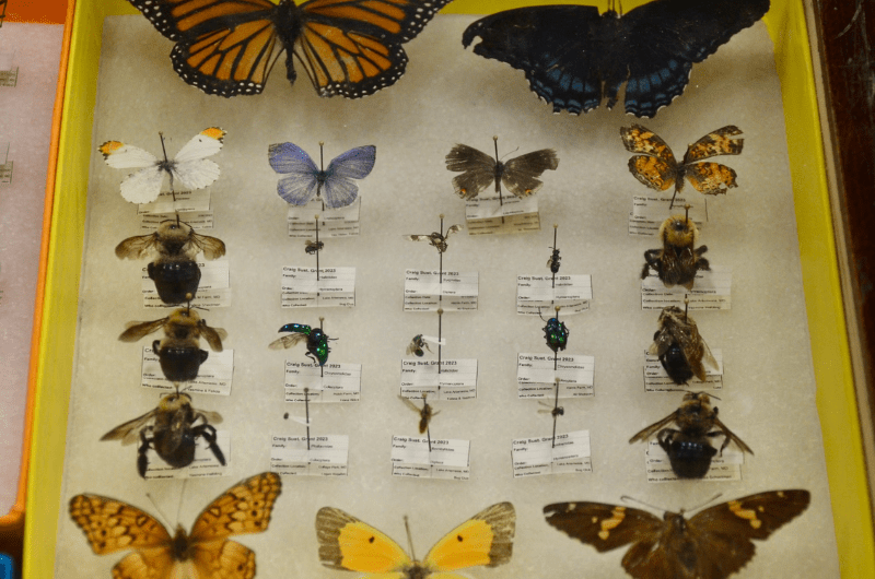 A glass display case with various insects including dead butterflies, bees, and fly species.