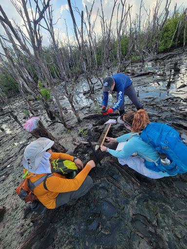 Students measuring trees in Mangrove ecosystem