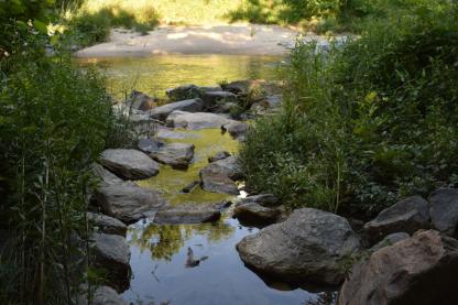 Campus creek close up with rocks